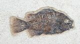 Framed Priscacara Fossil Fish - #8792-3